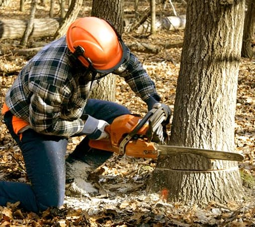Tree Removal in Waka, TX